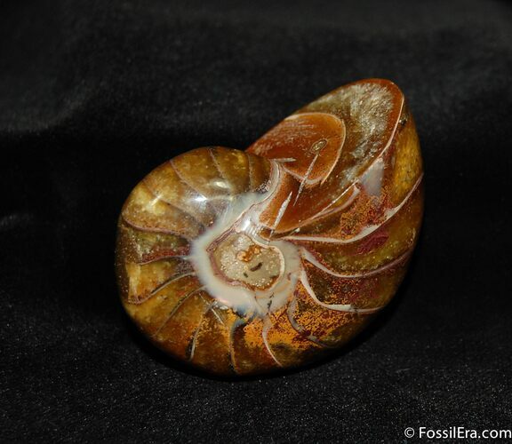 Inch Nautilus fossil from Madagascar #629